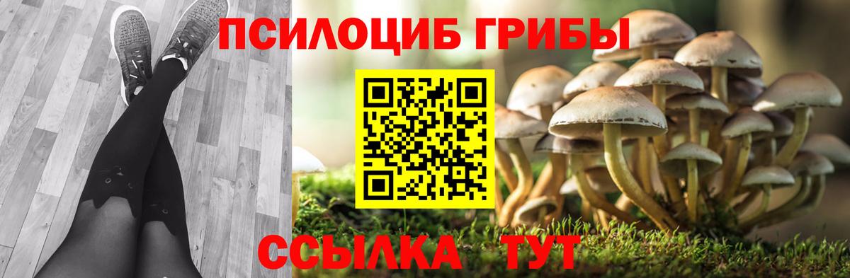 Псилоцибиновые грибы Cubensis Зима